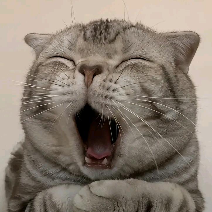 爱吃番茄的偷心盗贼