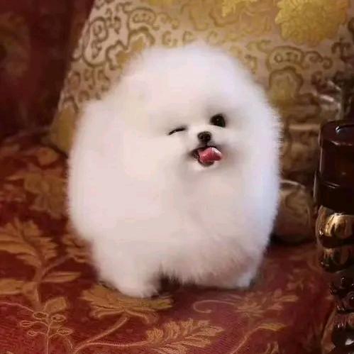 博美比熊企业店