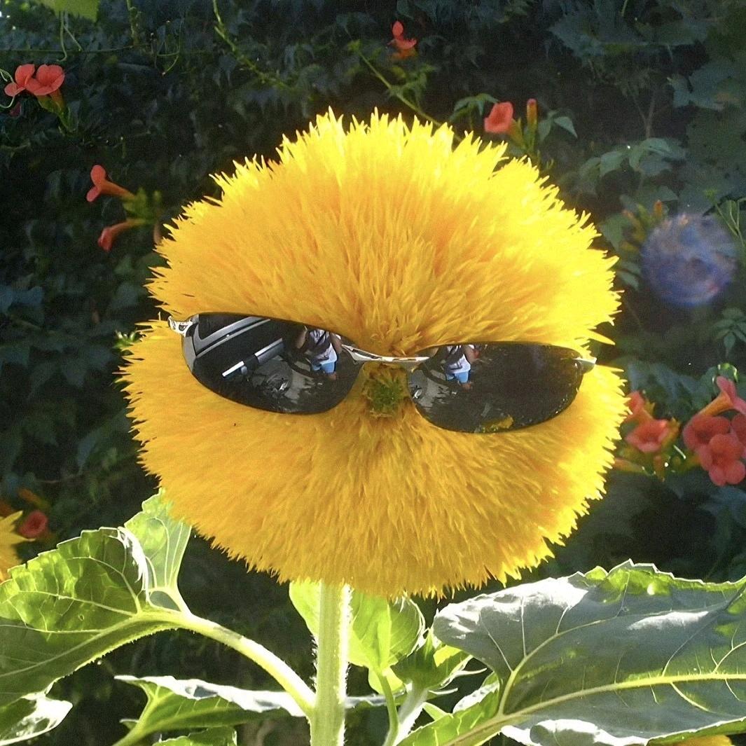 龙不应该藏在云里