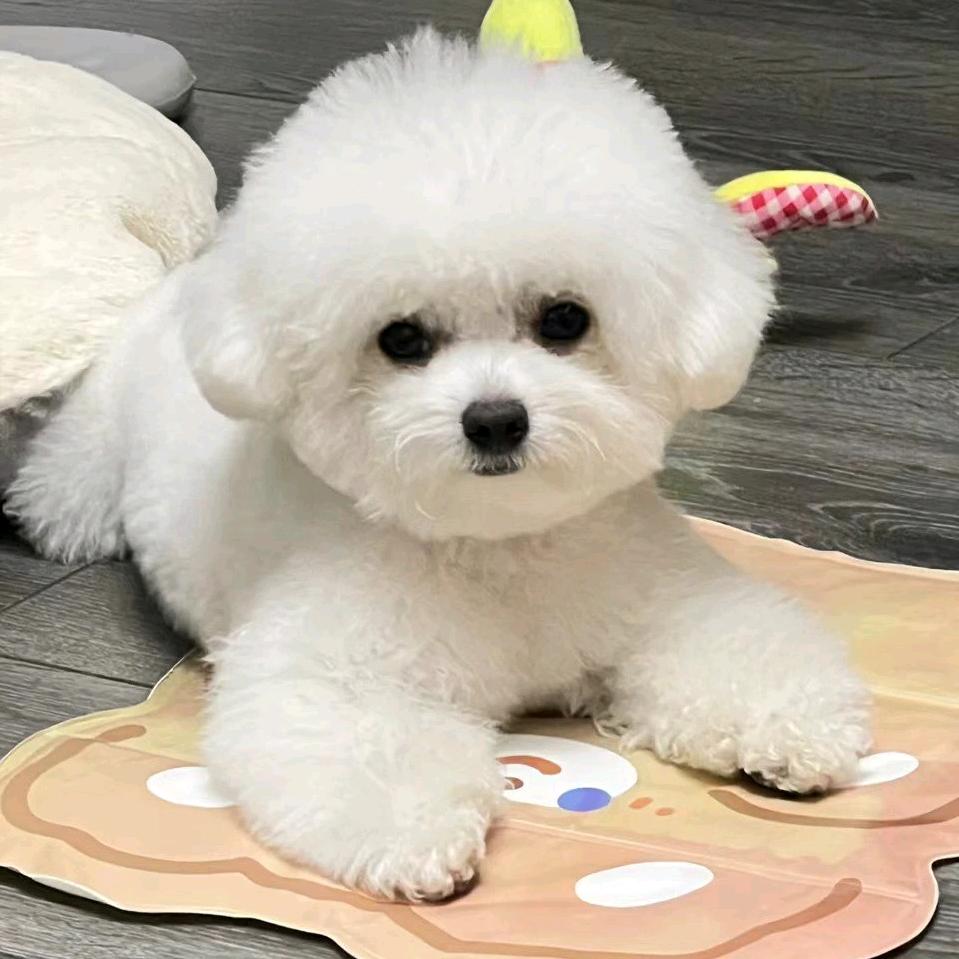郑州老兵犬舍🇨🇳