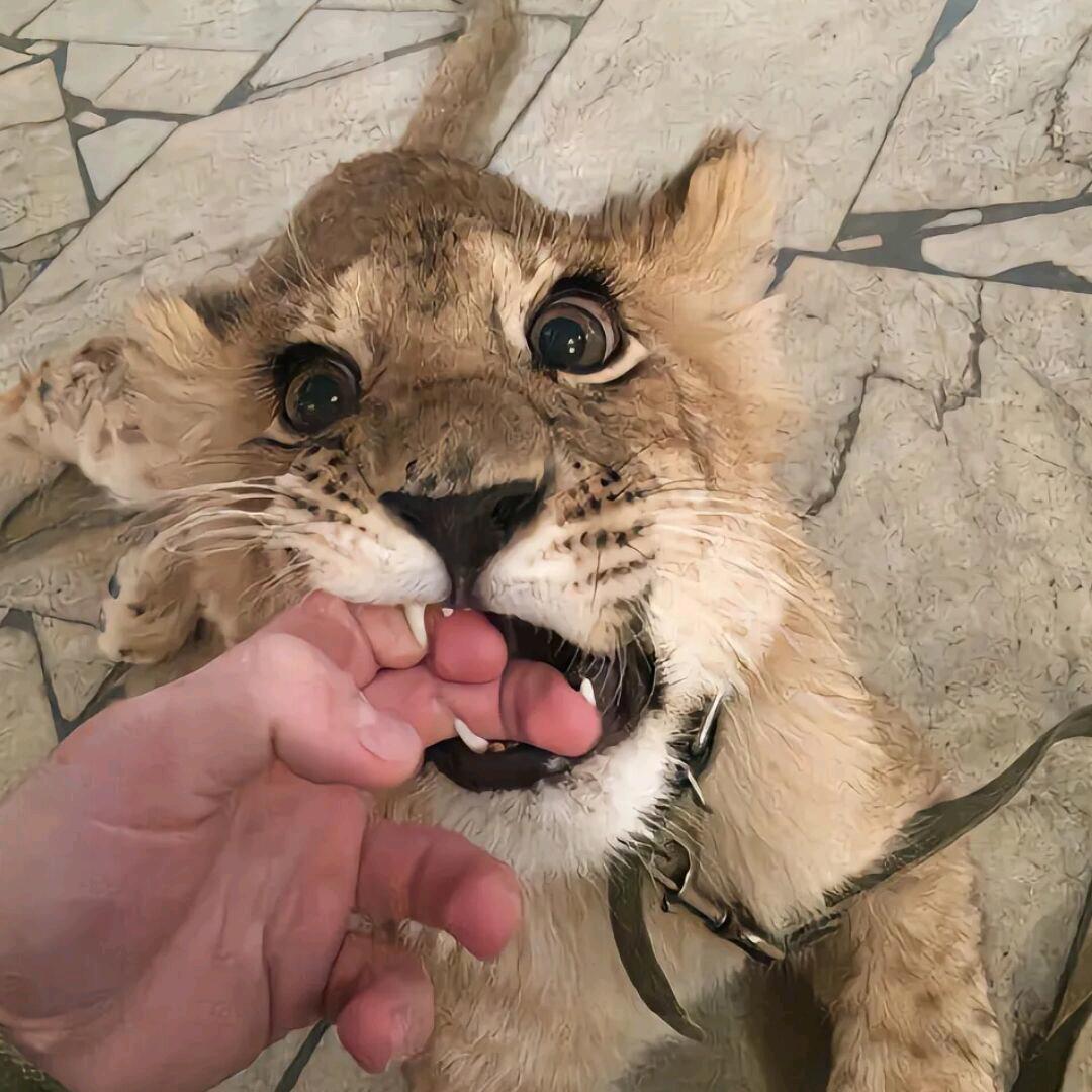 马诗林