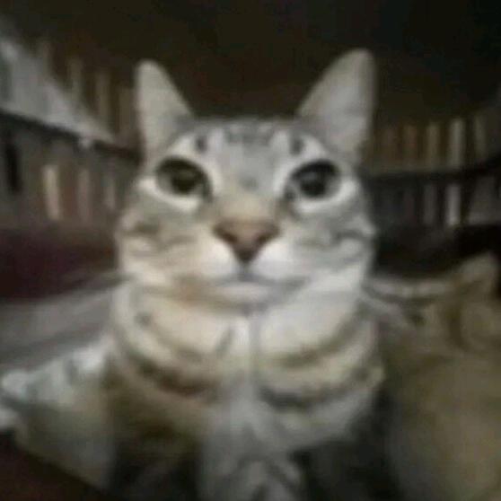 火林飞
