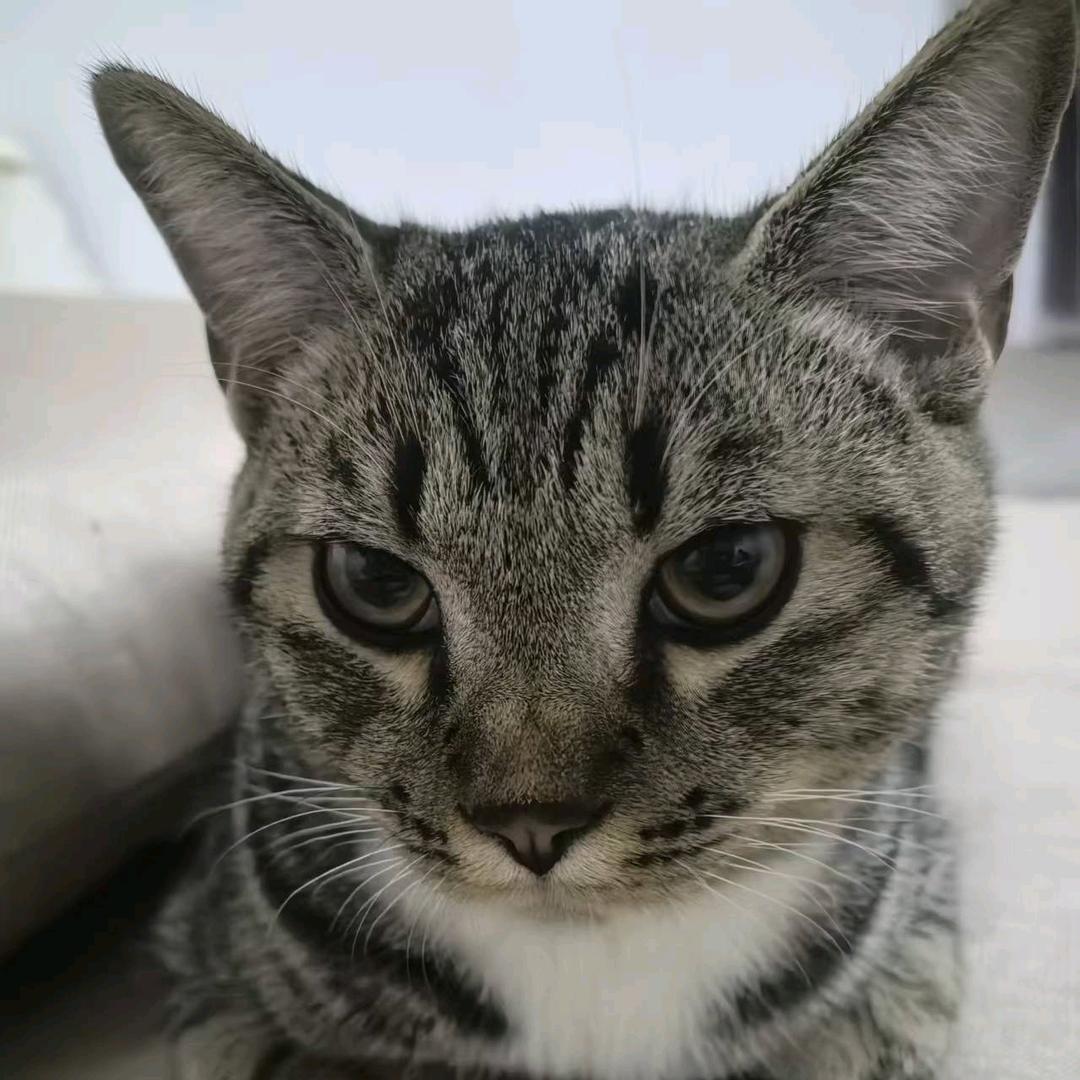 😸来财
