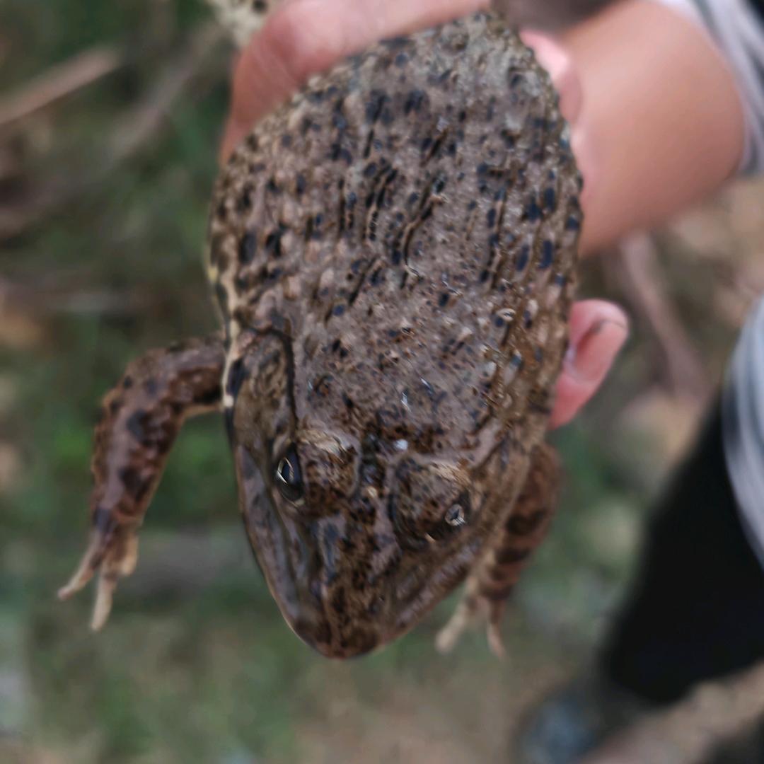 frog