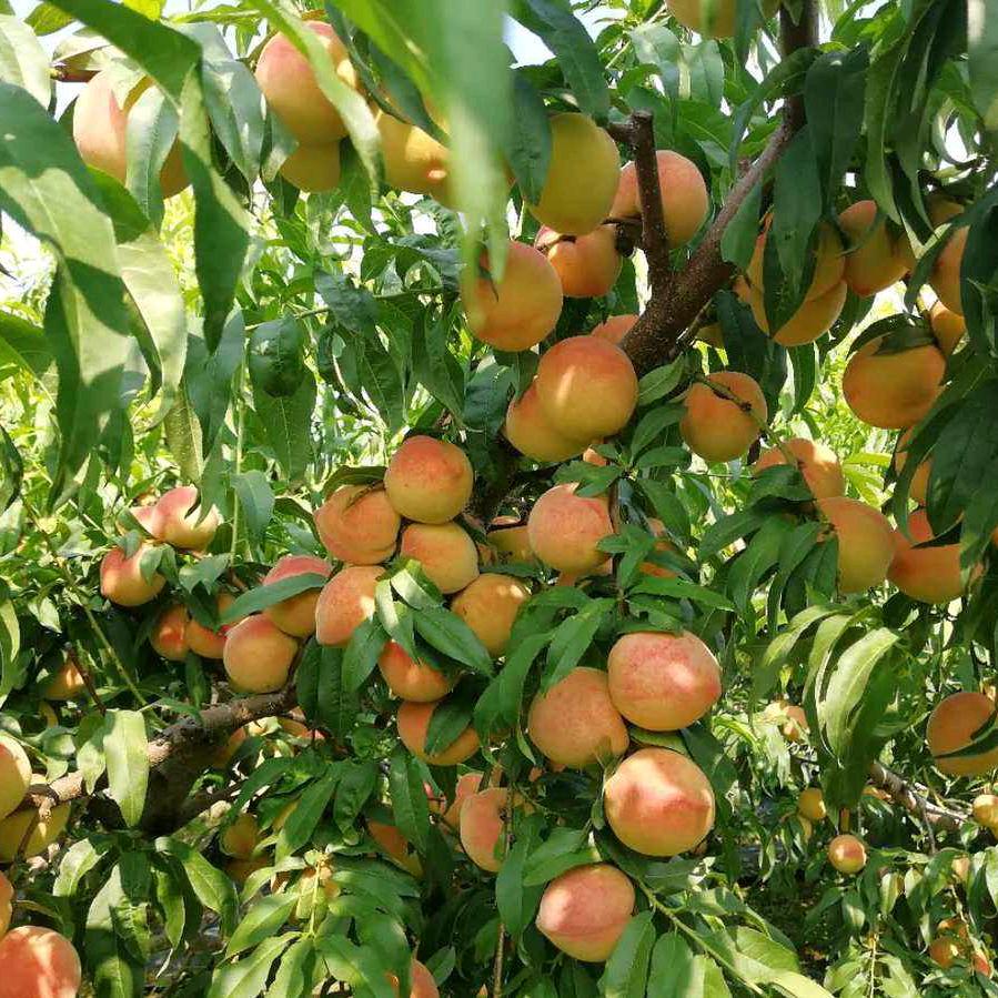 伊滨东成家纺老庞被业