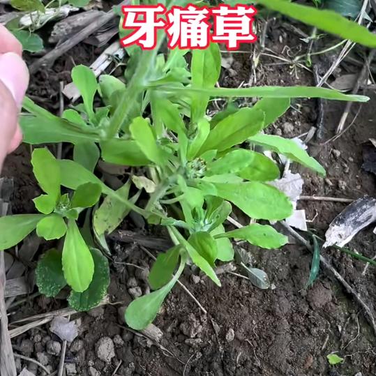 吴开财