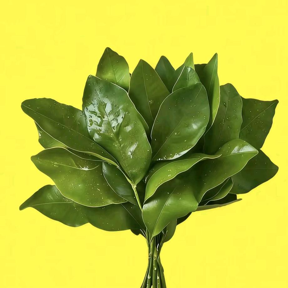 栀子衣襟🌻🌻🌻