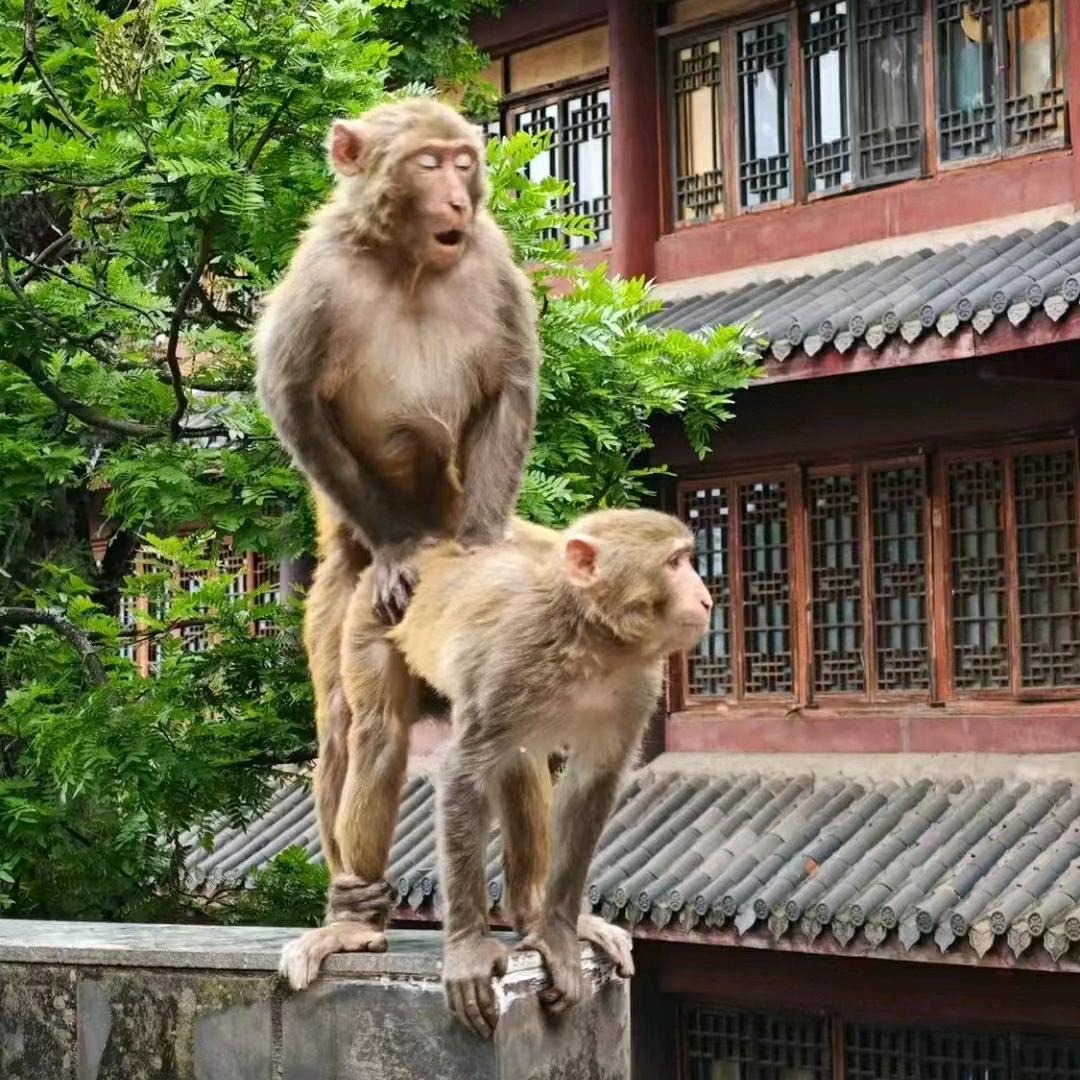 马喽🐒