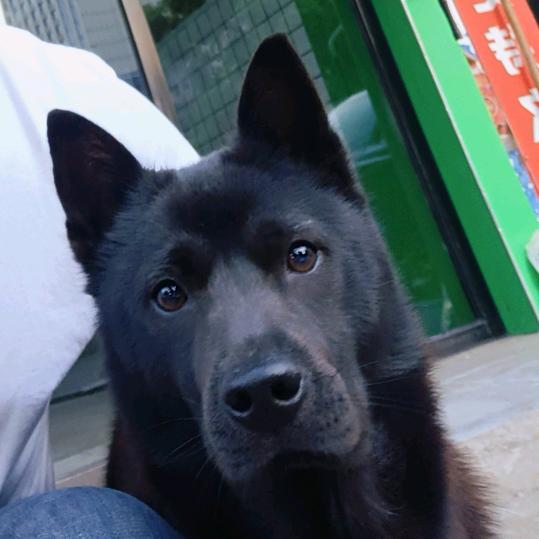 不爱养狗的老板不是个好厨师