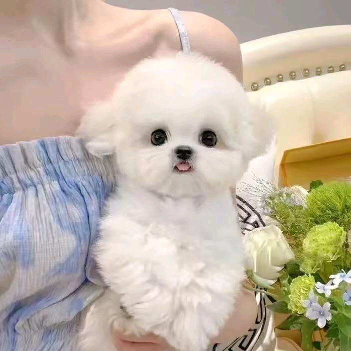 笨猪猪