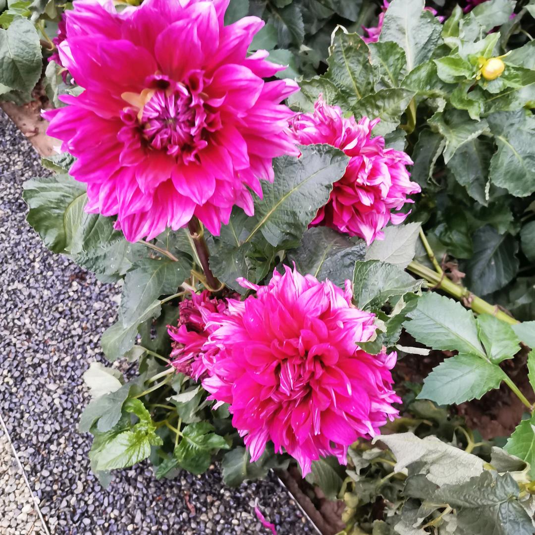 晓晓