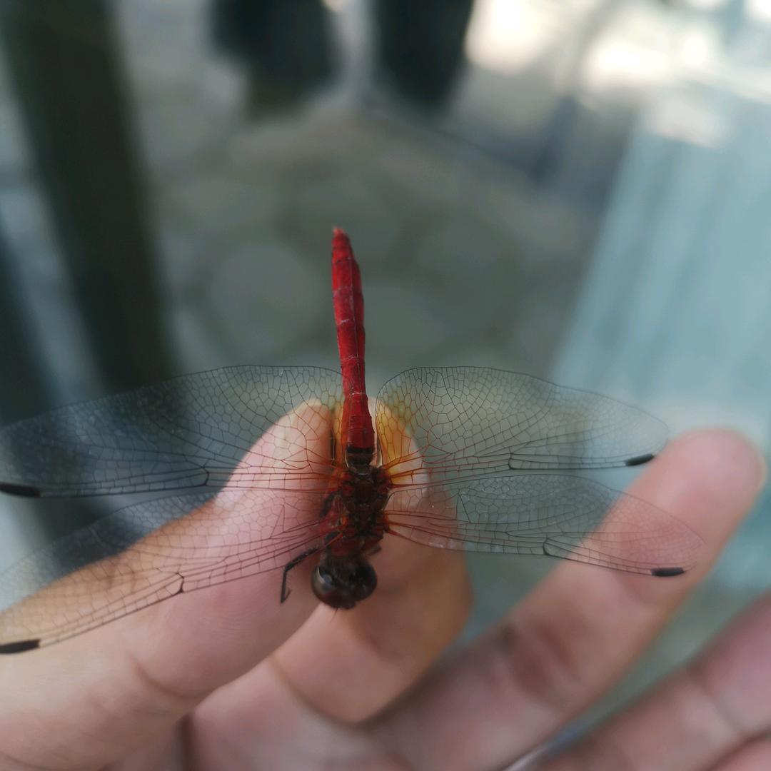 芸芸众生一俗人