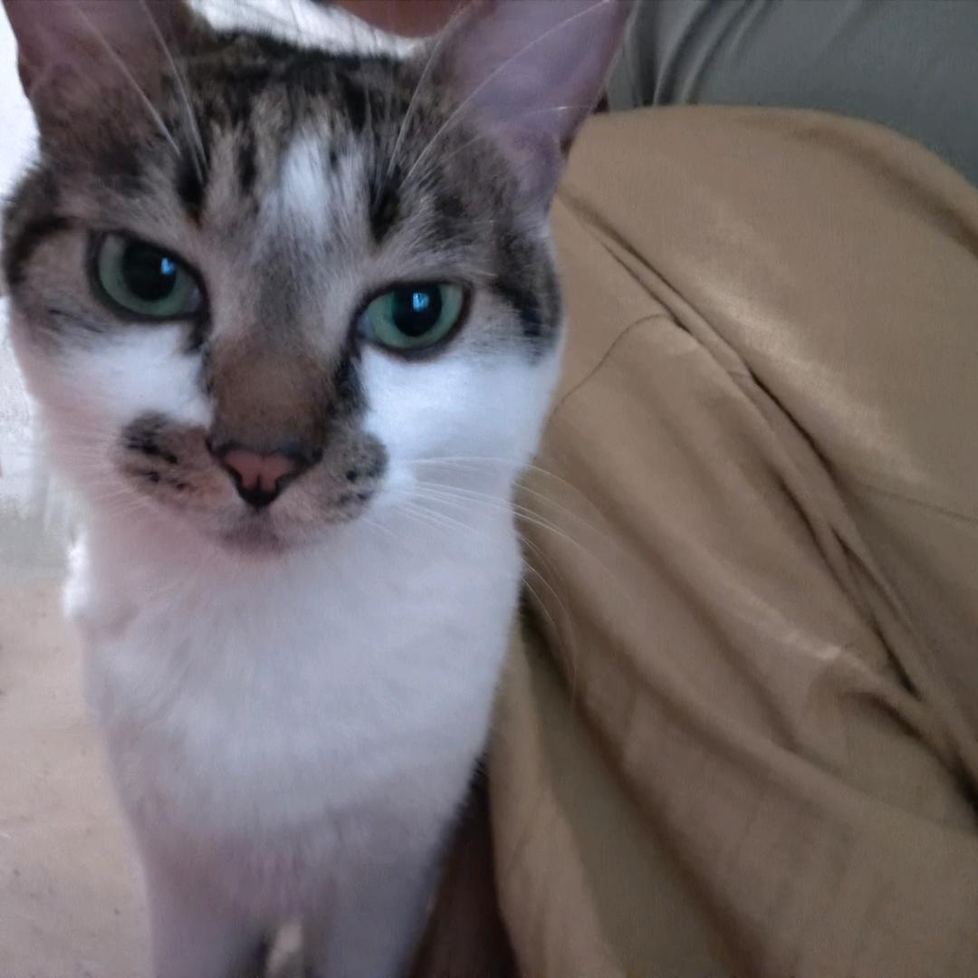 田田私房猫
