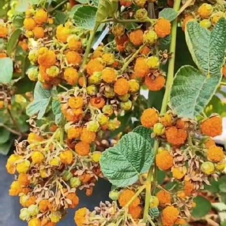 樟木茅坡无刺黄泡黑泡四季水果采摘园