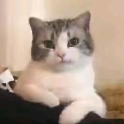 玫瑰一样的女人