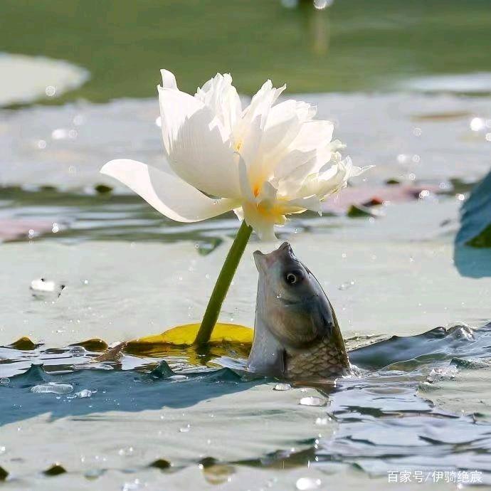 永恒      阿杜