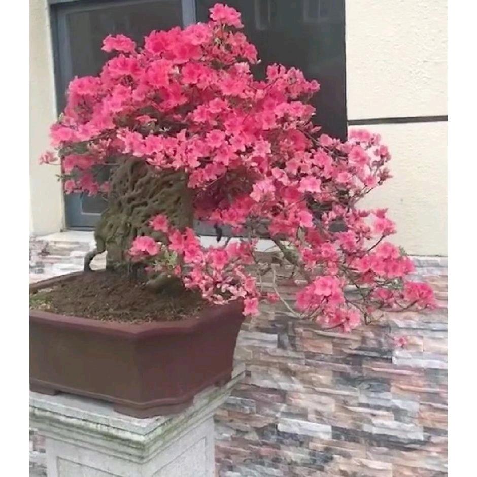 已关注你（如意饭店吃住）