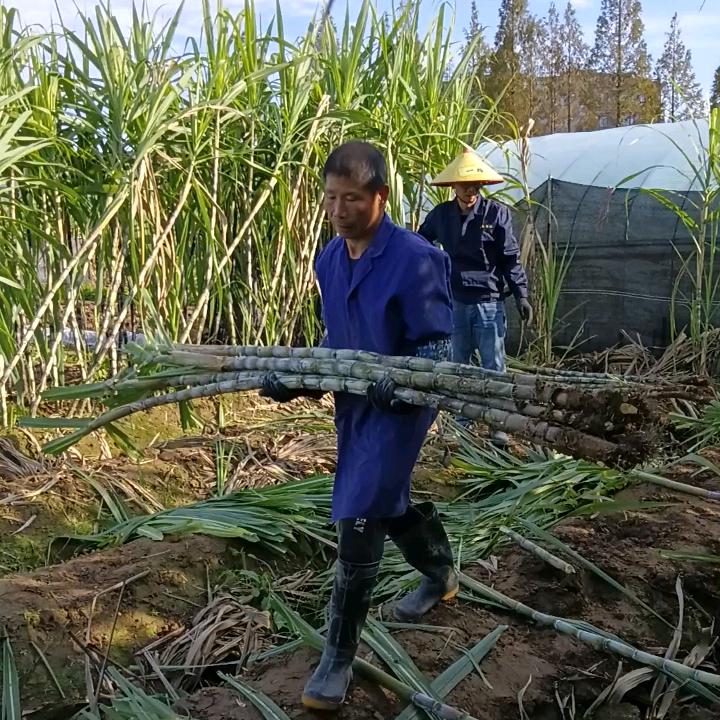 陶山青皮甘蔗果蔗