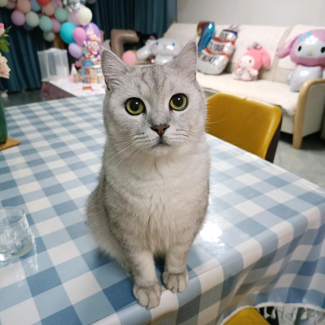 元宝是只猫