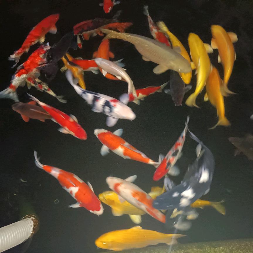 缘源