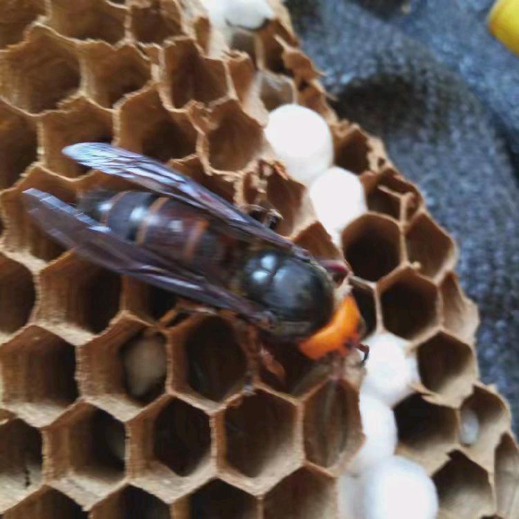 石屏牛街…蜂子