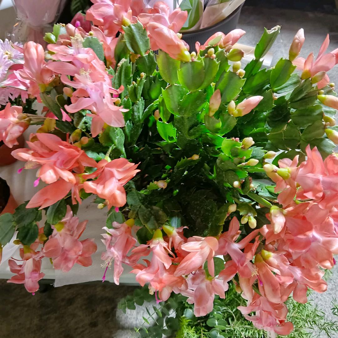 小不点