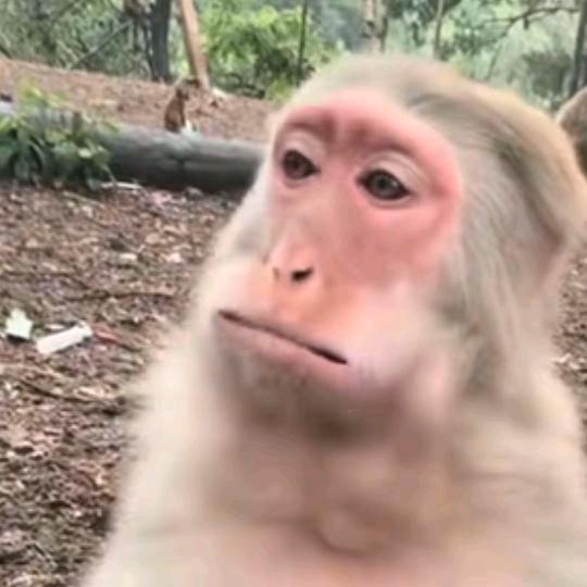 新野牧刘皇叔