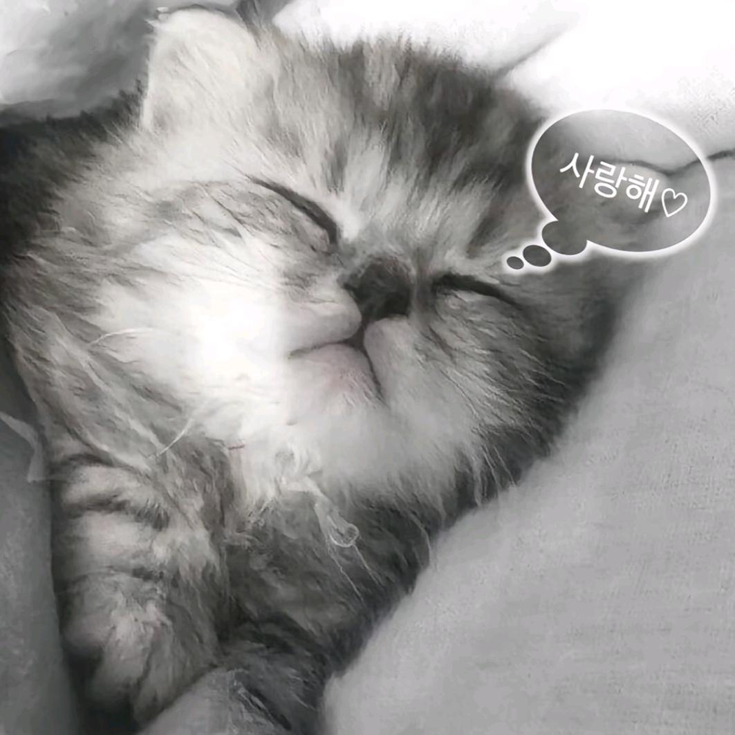 不该