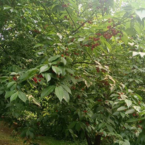 我是一个不认识字的