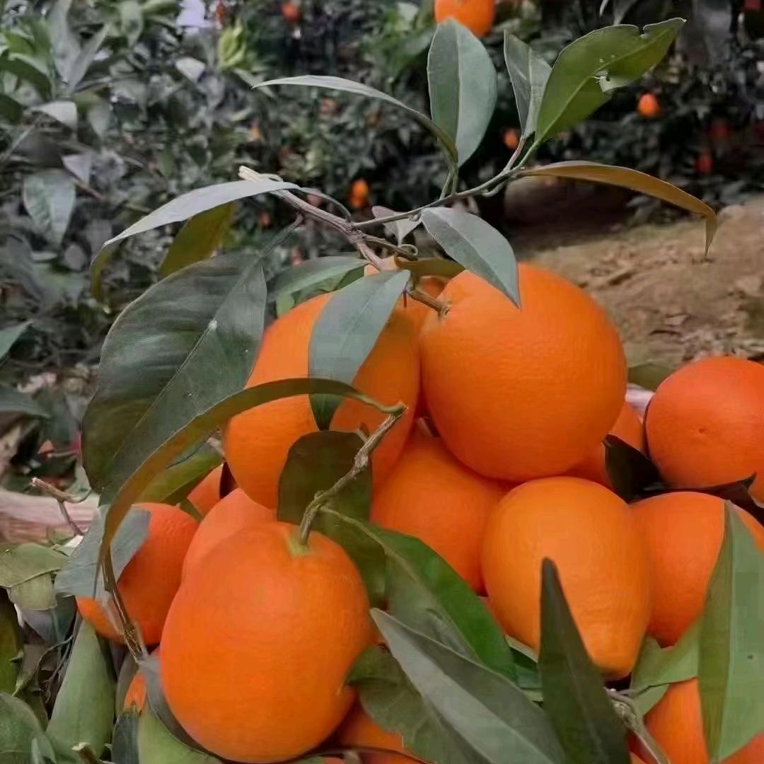 宇轩瑞烽(嗨☞军的小迷妹)头像