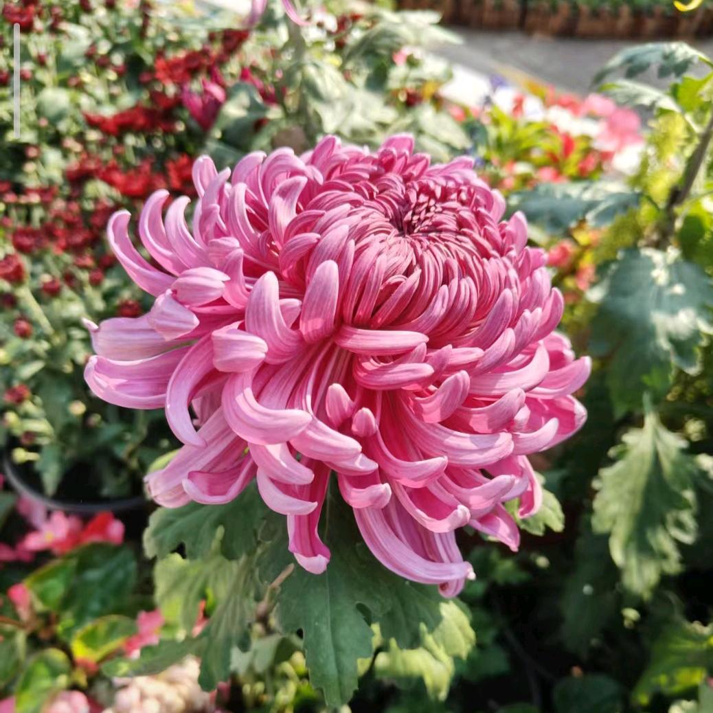 ღ春暖花开Liuꦿ࿐