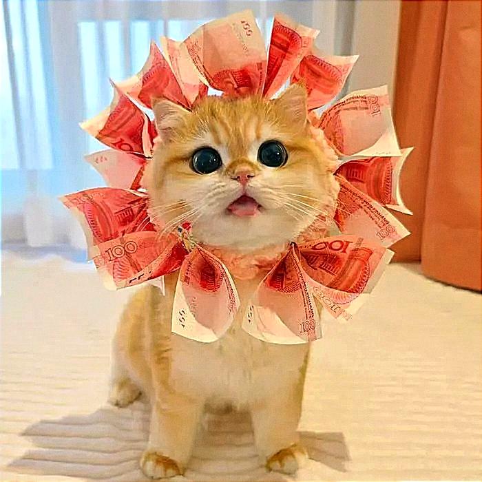招财喵✨