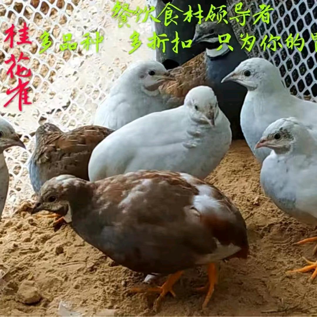 鑫农人农业
