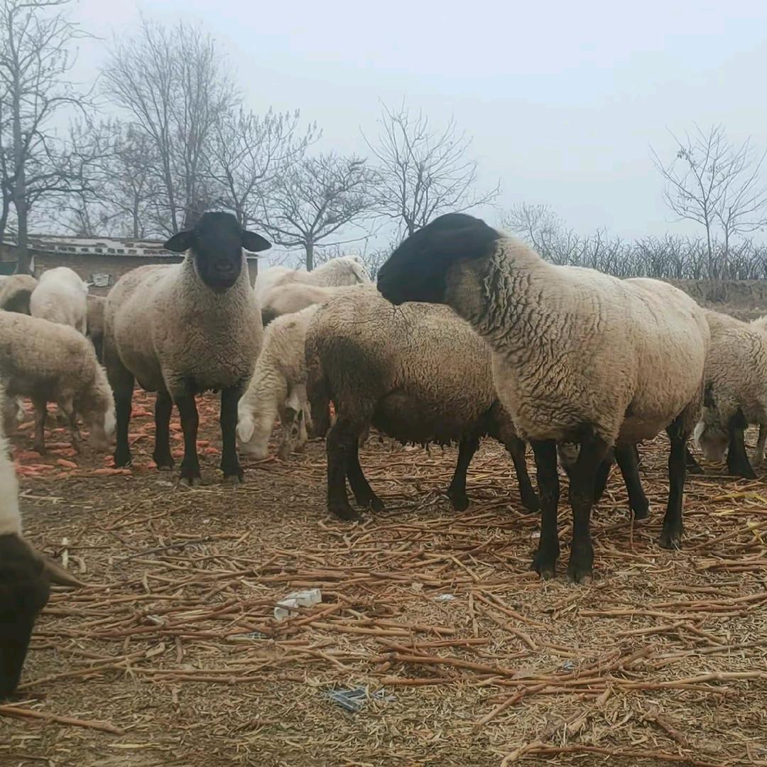 一方净水（萨福克）