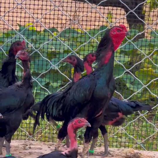 河南周口宠物爱好者  . 喜欢的请关注