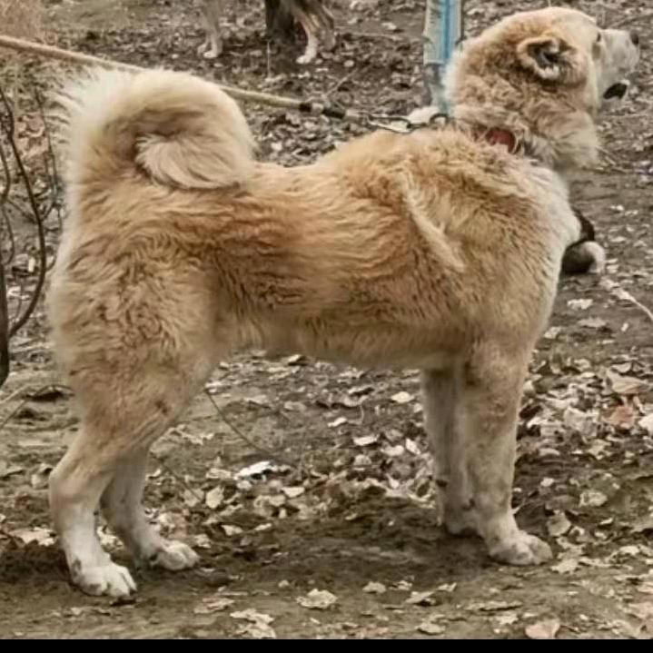 酷爱猎狼犬
