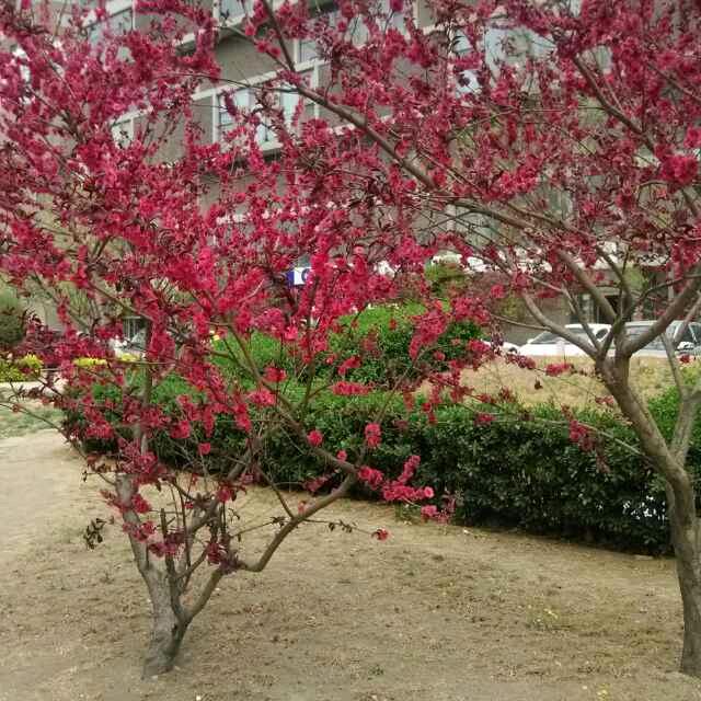 窗帘冰花