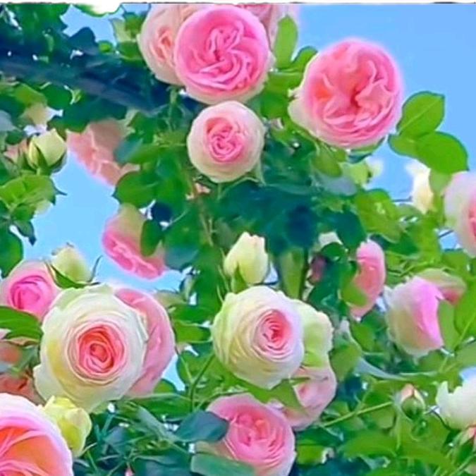 桂花香