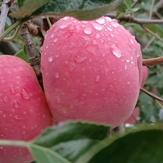 昭阳区呱果巴士水果臻选阁