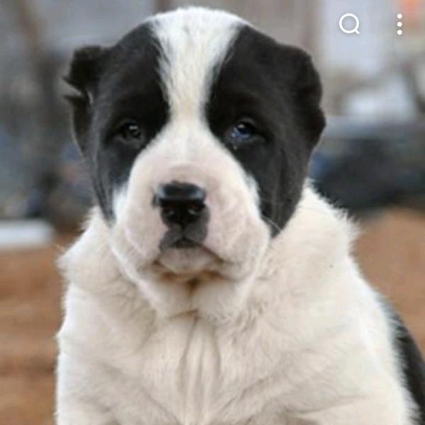 出售各种名犬回收大小犬