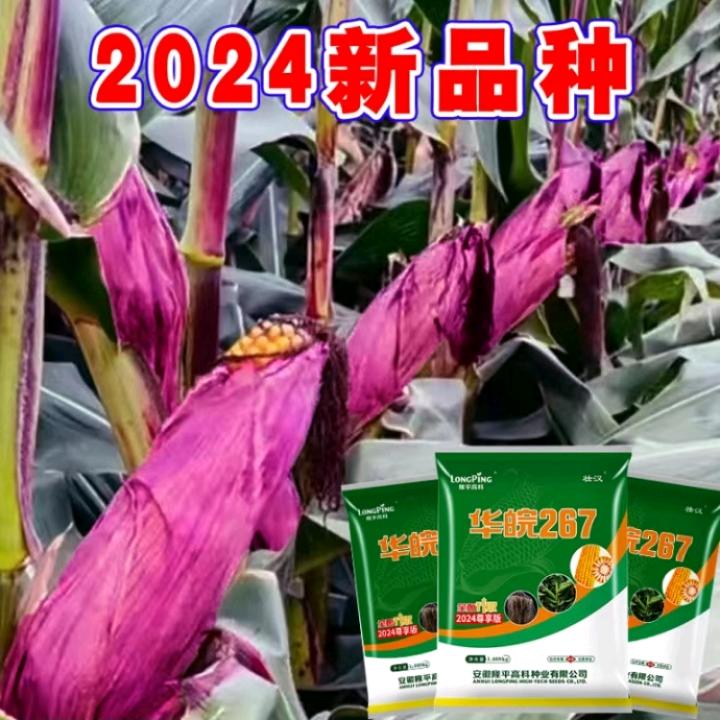 湫坡头镇农子店高层