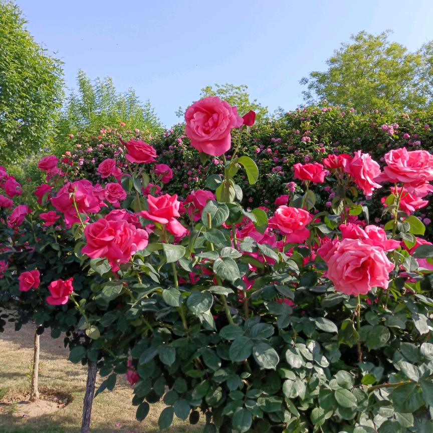 水中花