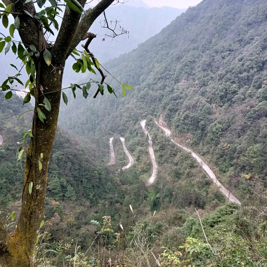 红枫