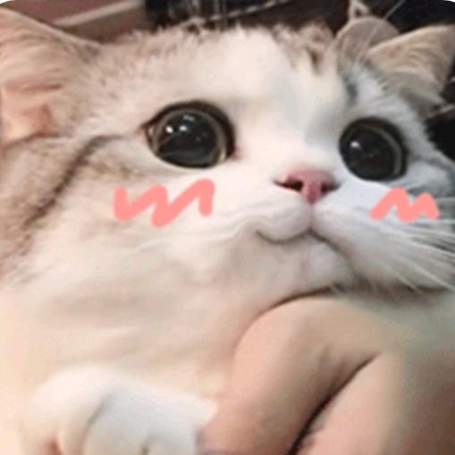 我和猫咪的小院