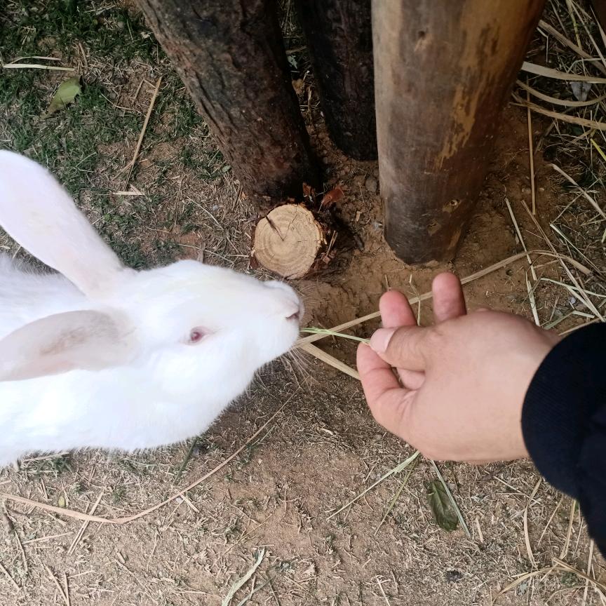 心伤的痛__