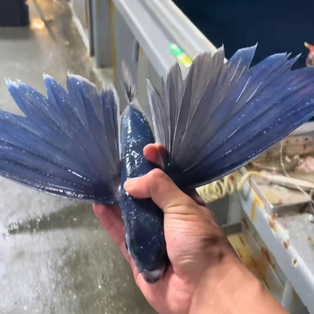 烈焰 战马