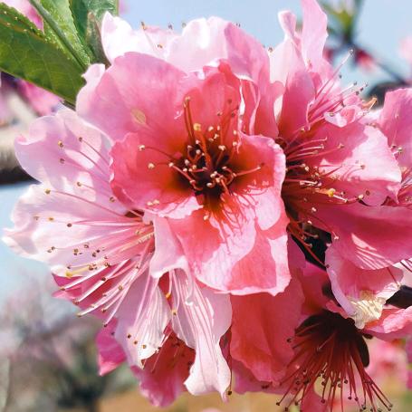 🌺🍀🌸🌼九妹