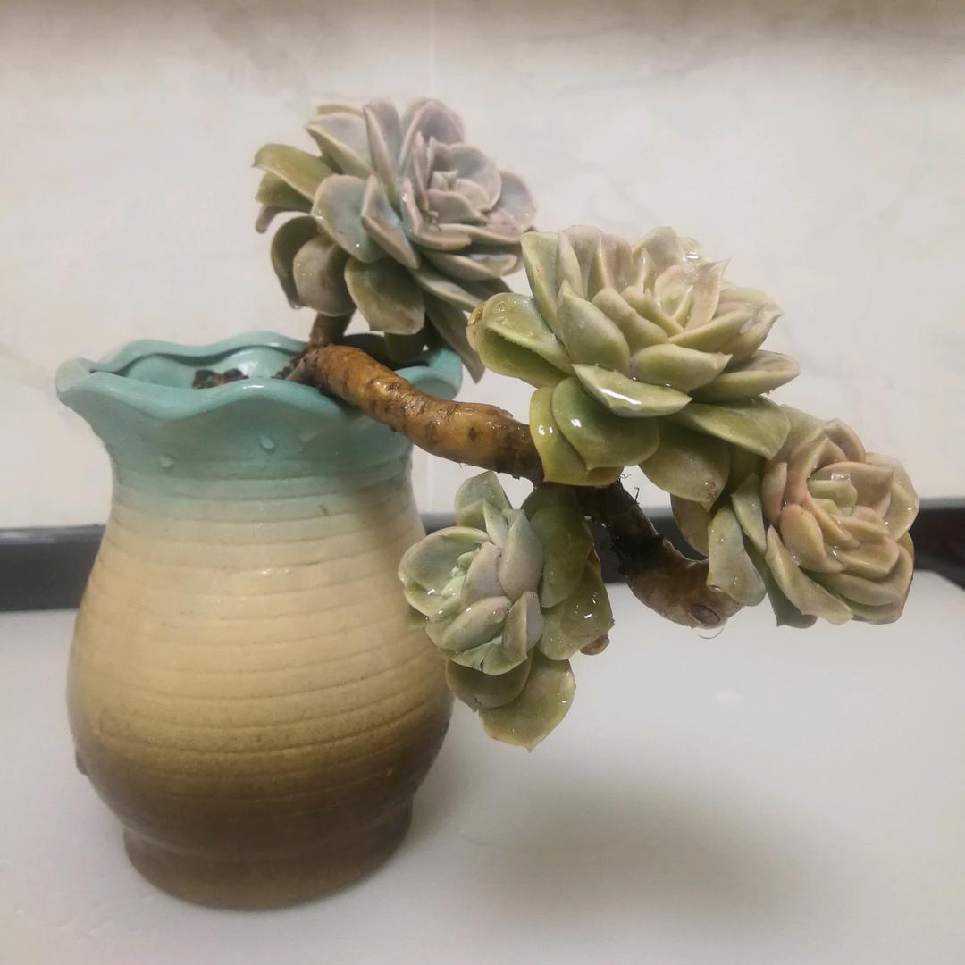 是晨晨丫