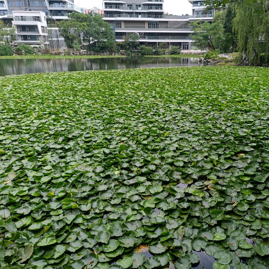 杨群群