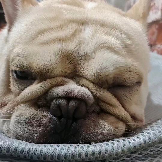 小狗饲养员